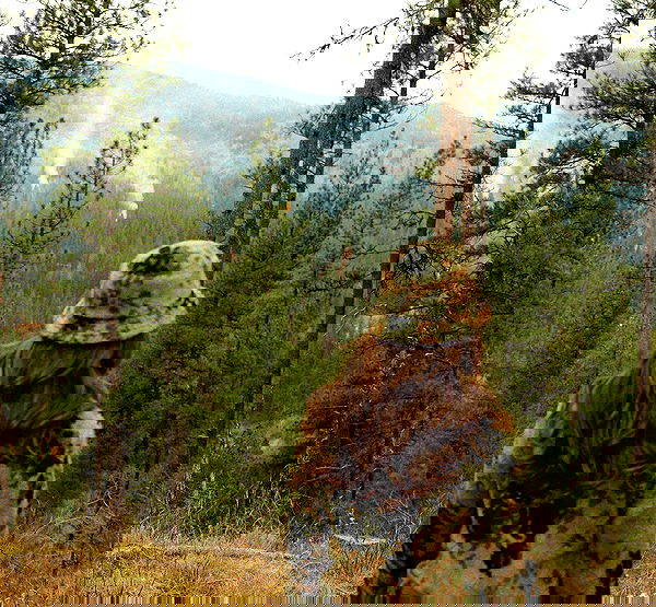 haylujan haylujan archive image