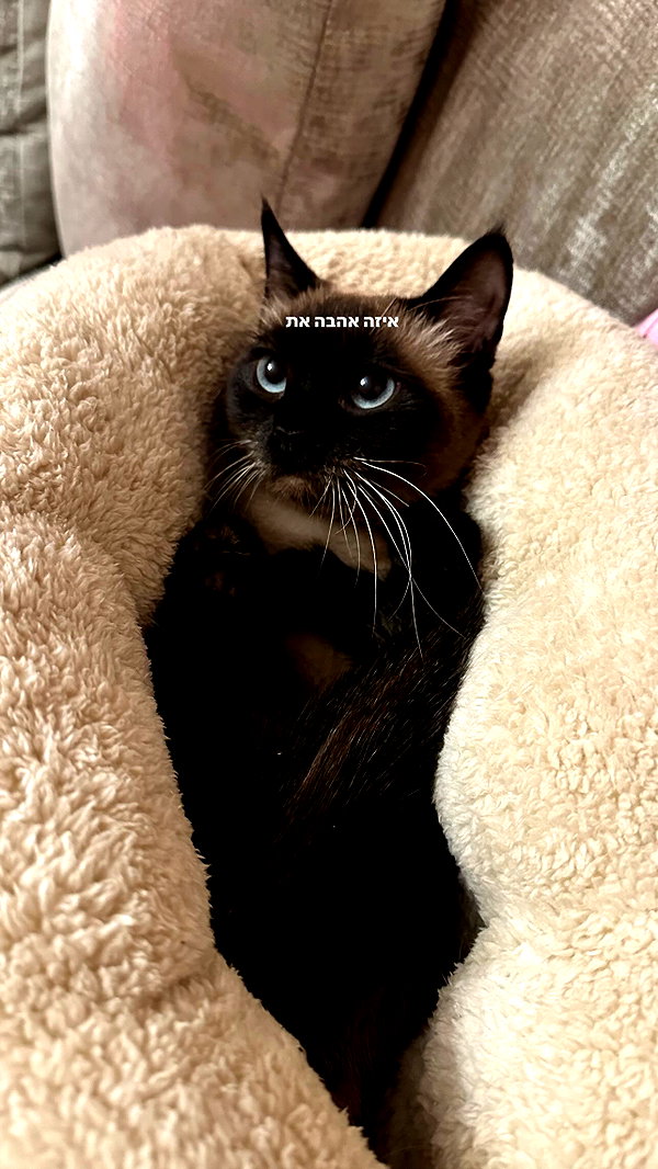Archived image from @henshitritt on Instagram