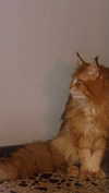 calyen Altpins Profile Picture