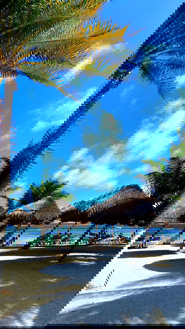 manjolamuriqi manjolamuriqi archive image