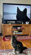 jahia_brown Altpins Profile Picture