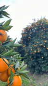 miikheeva_stasiiya Altpins Profile Picture