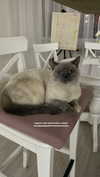 owlydiaa Altpins Profile Picture