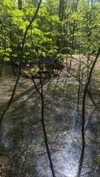 _dead__cherry_ Altpins Profile Picture