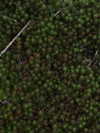 smok3ymok3y Altpins Profile Picture