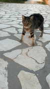 jahia_brown Altpins Profile Picture