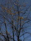 helikoous Altpins Profile Picture
