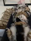 fallen.angel2007 Altpins Profile Picture