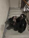 shibari0_0 Altpins Profile Picture