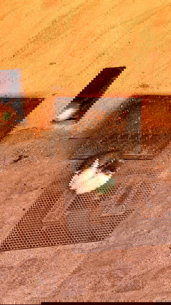 manjolamuriqi manjolamuriqi archive image