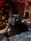 mollieruck Altpins Profile Picture