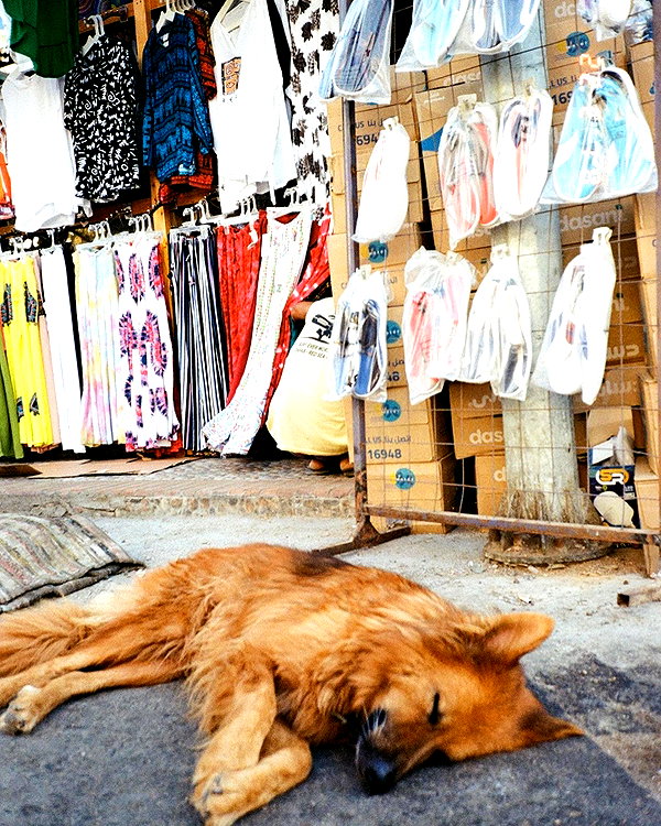 shirelokavi instagram image archive image