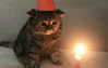 milkiwifey Altpins Profile Picture