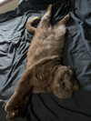 alice_hez Altpins Profile Picture