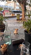 alma.almog Altpins Profile Picture