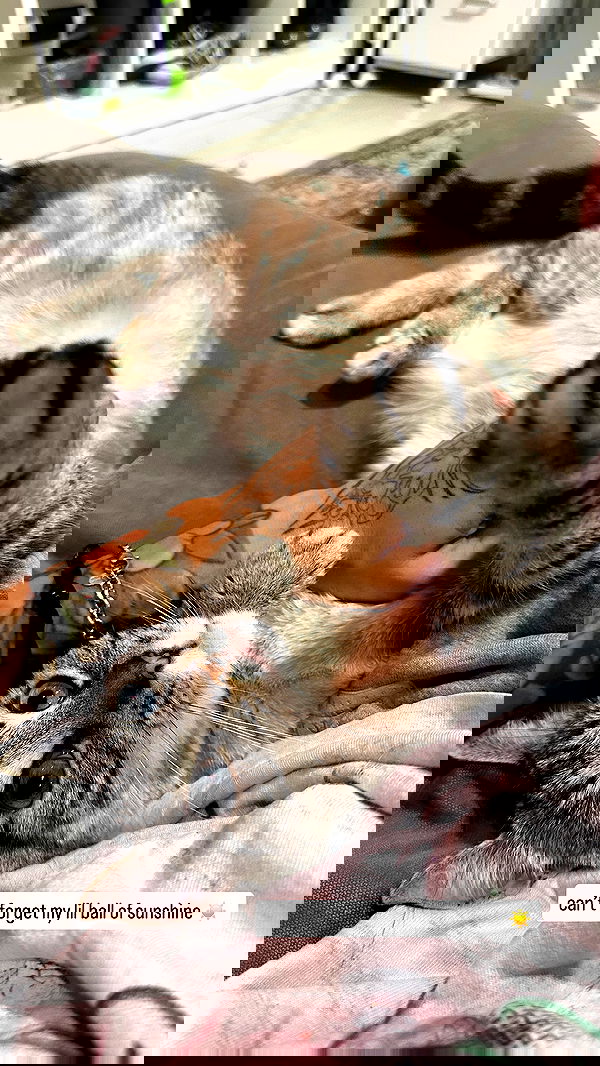 suikomuu suikomuu archive image