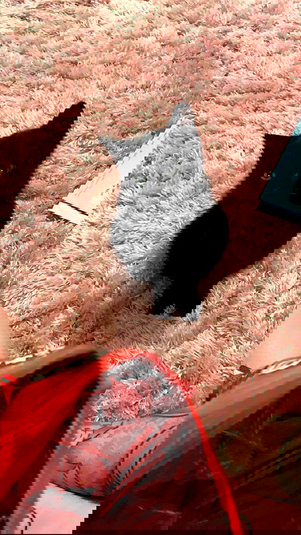 suikomuu suikomuu archive image