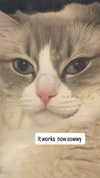 catl0verr69 Altpins Profile Picture