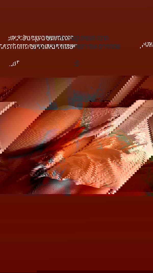 iambohema.v2 iambohema.v2 archive image