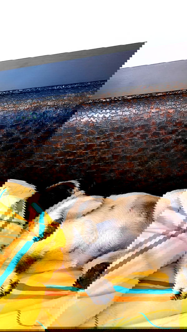 nyityam nyityam archive image