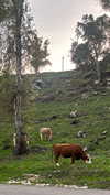 aviyabrami_ Altpins Profile Picture