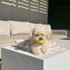camimendes Altpins Profile Picture