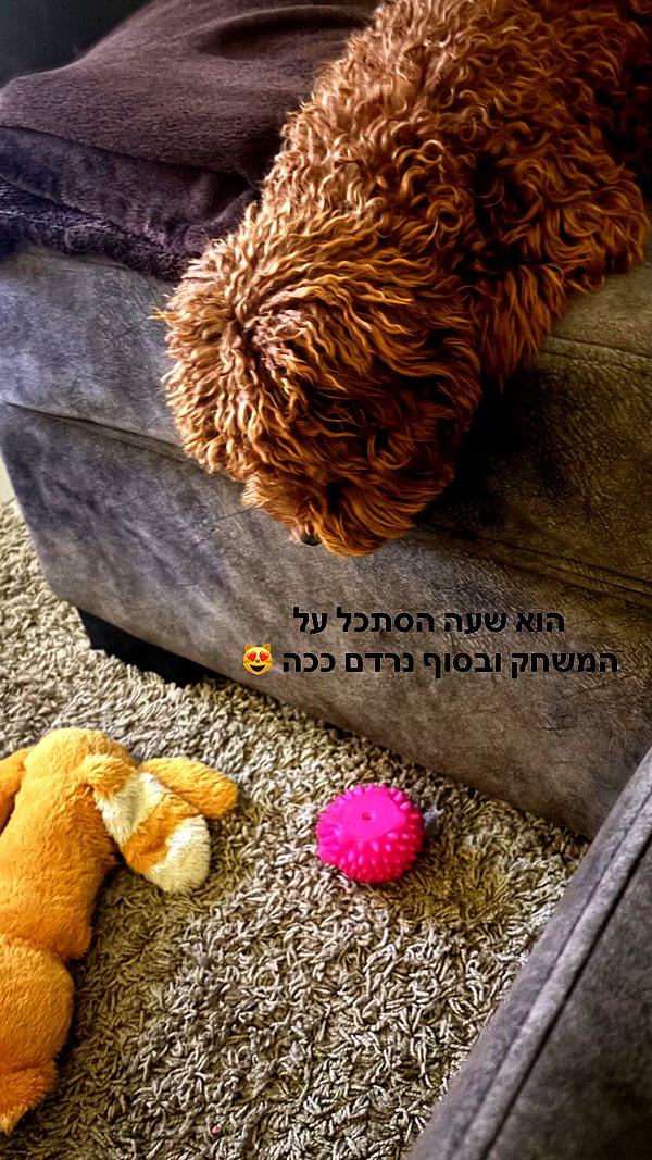 agam._.harel instagram image archive image