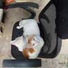 ptpchik Altpins Profile Picture