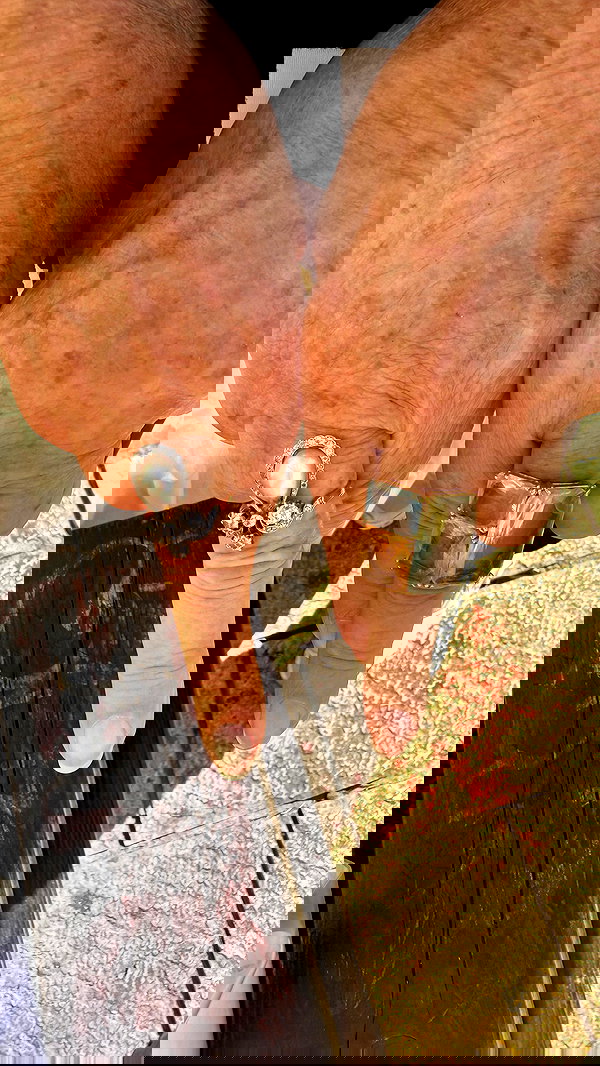 orchidmurmur orchidmurmur archive image