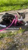 jahia_brown Altpins Profile Picture
