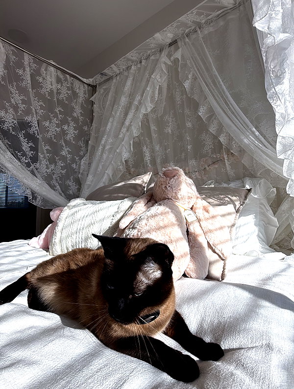 yumimeows instagram image archive image