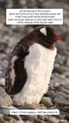 itsilanosh Altpins Profile Picture