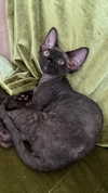 marilyn_damaged Altpins Profile Picture