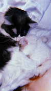 illtilldeath Altpins Profile Picture