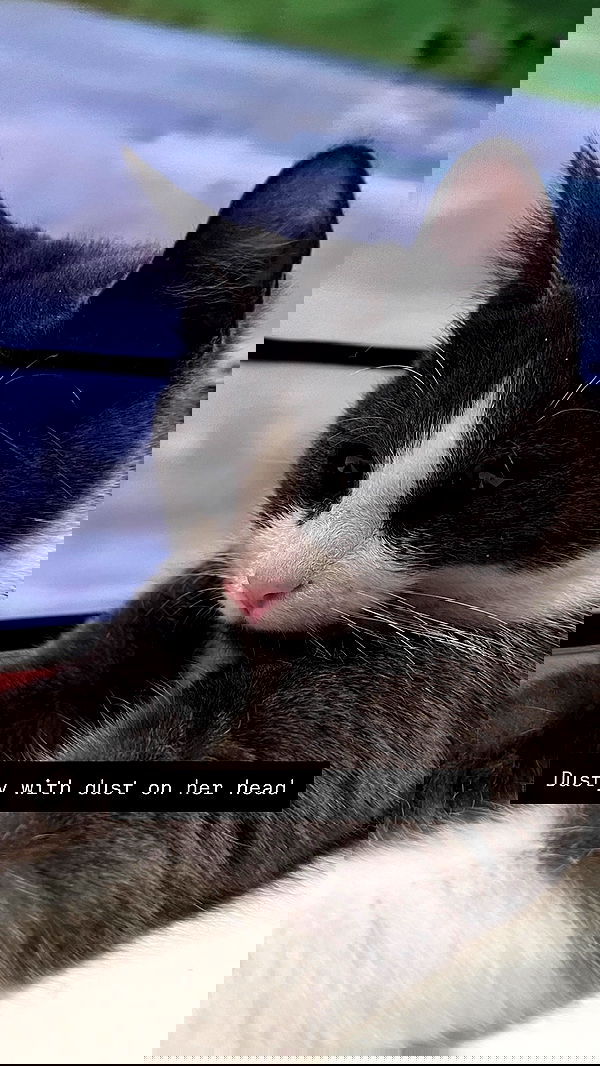 milkgore milkgore archive image