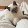 owlydiaa Altpins Profile Picture