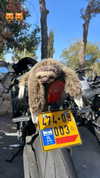 simp_for_cats_ Altpins Profile Picture