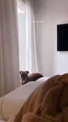 _lironatias Altpins Profile Picture