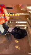 babynympho_archive Altpins Profile Picture