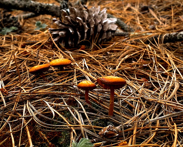 petite.carrot instagram image archive image