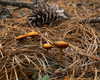petite.carrot Altpins Profile Picture