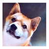 lai_931201 Altpins Profile Picture
