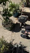 fallen.angel2007 Altpins Profile Picture