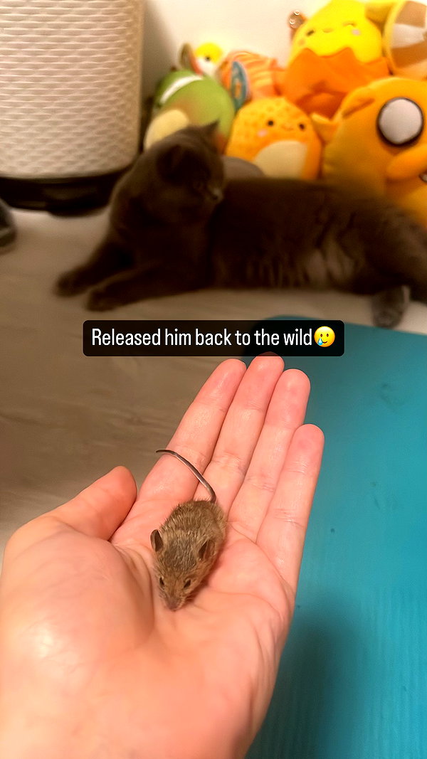 chibinekopurr instagram image archive image