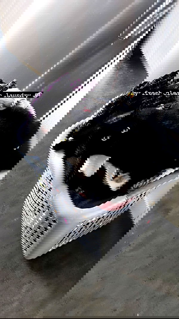 suikomuu suikomuu archive image