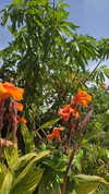 avital_1010.2003 Altpins Profile Picture