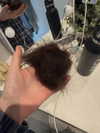 bibblekittyorg Altpins Profile Picture