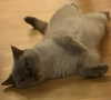 owlydiaa Altpins Profile Picture
