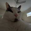 loneliestangelgirl Altpins Profile Picture