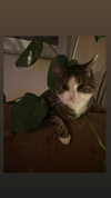 jahia_brown Altpins Profile Picture